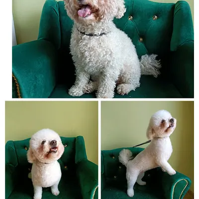 Fryzjer dla psa , Art Groomer Siedlce, psi fryzjer,strzyżenie i pielęgnacja psów